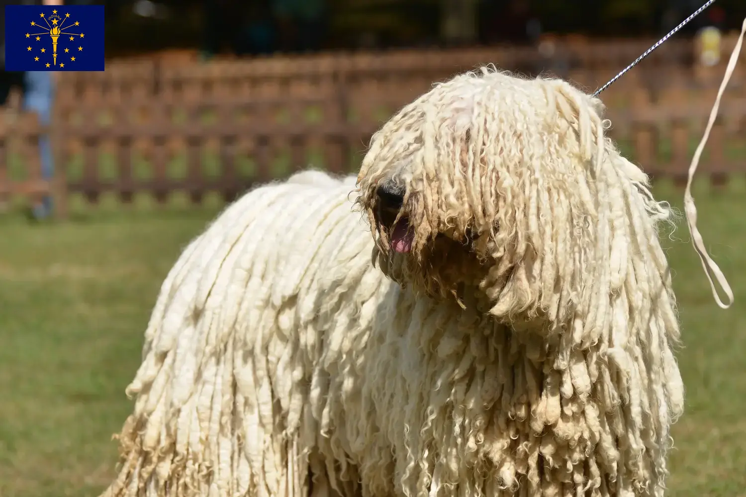 Read more about the article Komondor breeders and puppies in Indiana