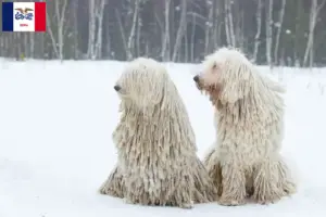 Read more about the article Komondor breeders and puppies in Iowa