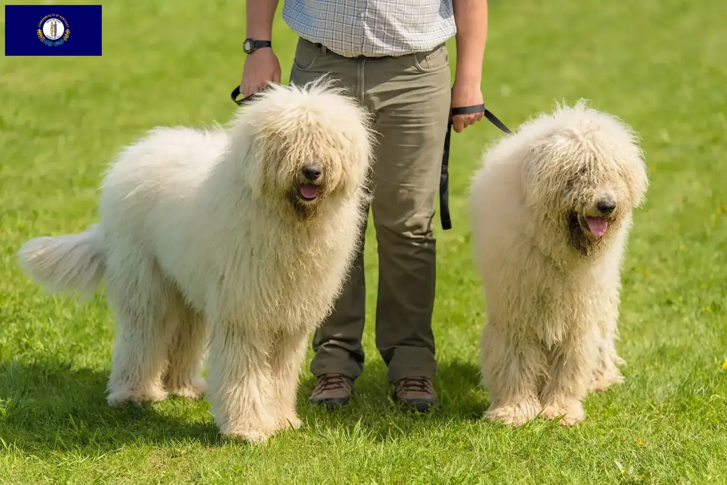 Read more about the article Komondor breeders and puppies in Kentucky