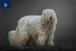Read more about the article Komondor breeders and puppies in Maine