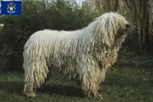 Read more about the article Komondor breeders and puppies in Michigan