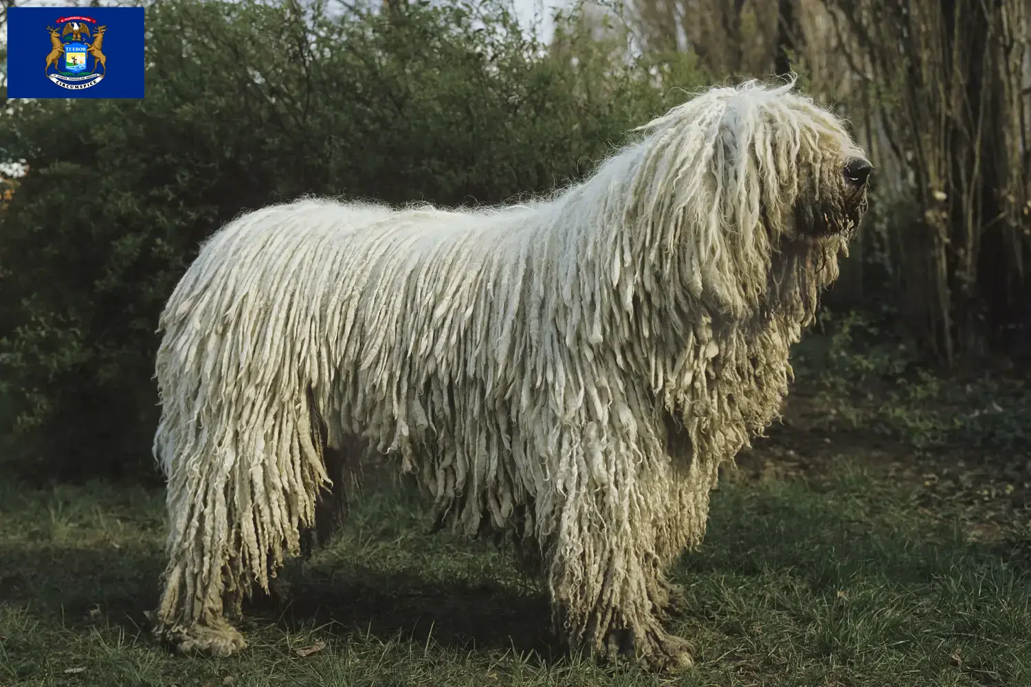 Read more about the article Komondor breeders and puppies in Michigan