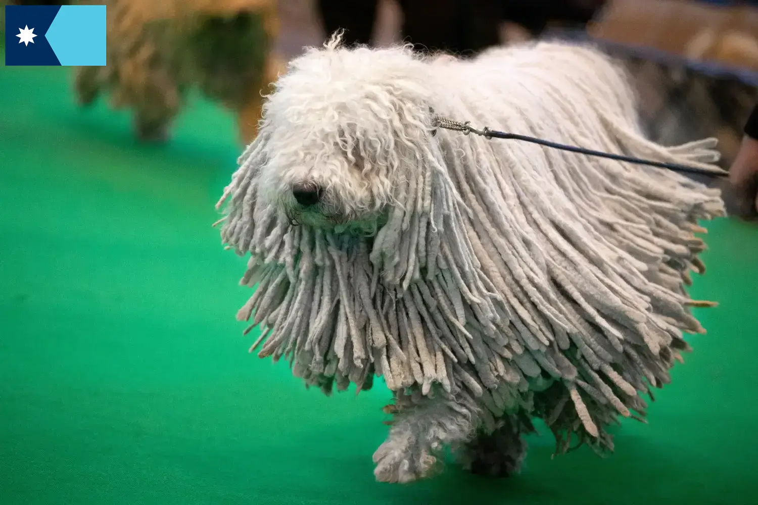 Read more about the article Komondor breeders and puppies in Minnesota