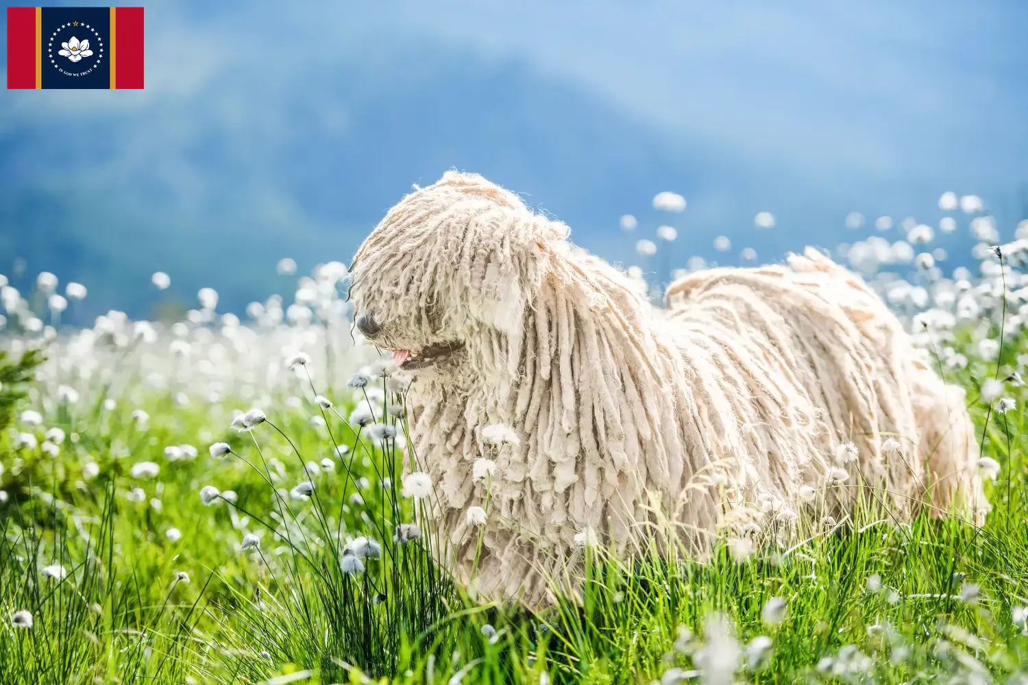 Read more about the article Komondor breeders and puppies in Mississippi