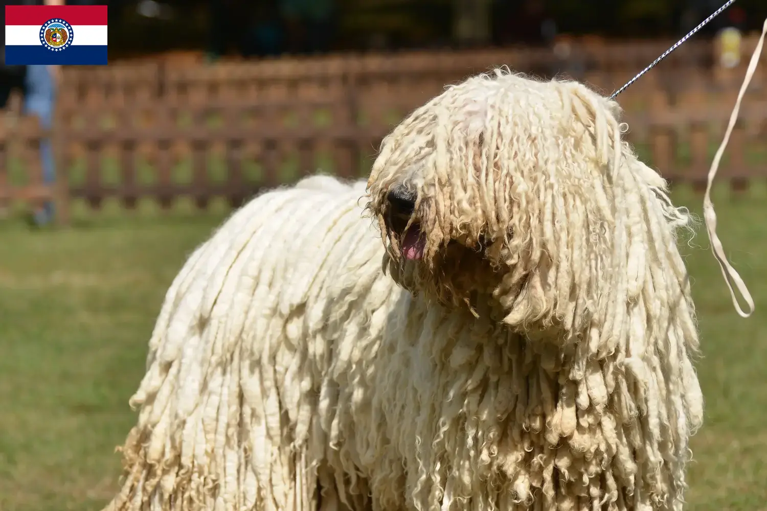 Read more about the article Komondor breeders and puppies in Missouri