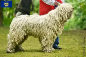 Read more about the article Komondor breeders and puppies in Nebraska