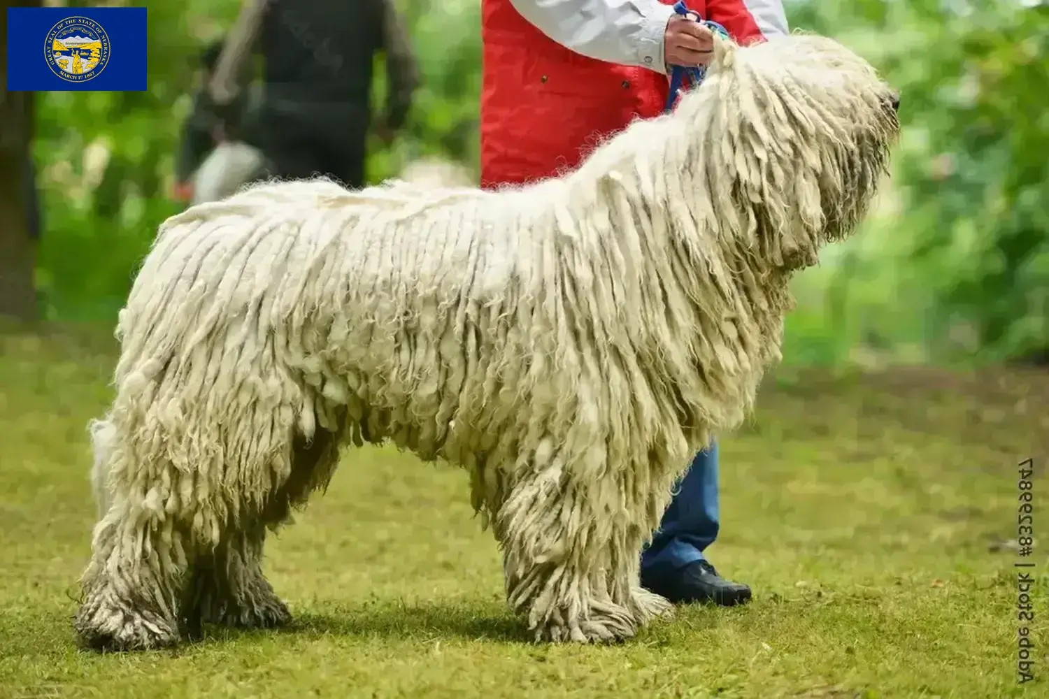 Read more about the article Komondor breeders and puppies in Nebraska