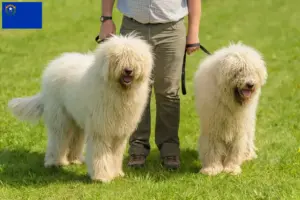 Read more about the article Komondor breeders and puppies in Nevada