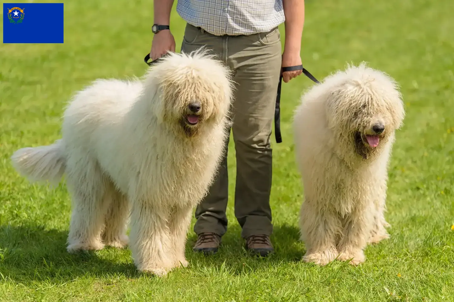 Read more about the article Komondor breeders and puppies in Nevada