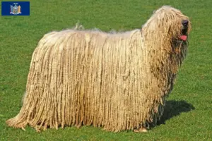 Read more about the article Komondor breeders and puppies in New York