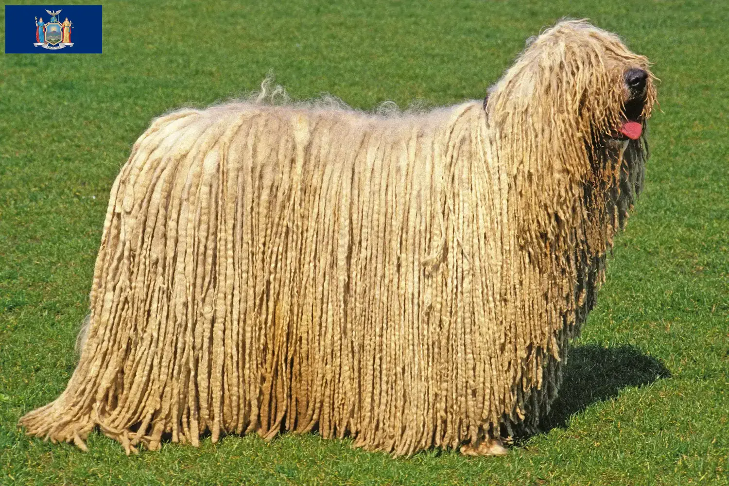 Read more about the article Komondor breeders and puppies in New York