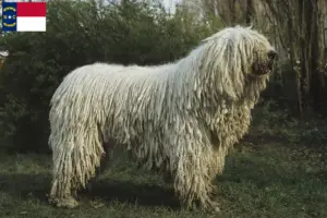 Read more about the article Komondor breeders and puppies in North Carolina