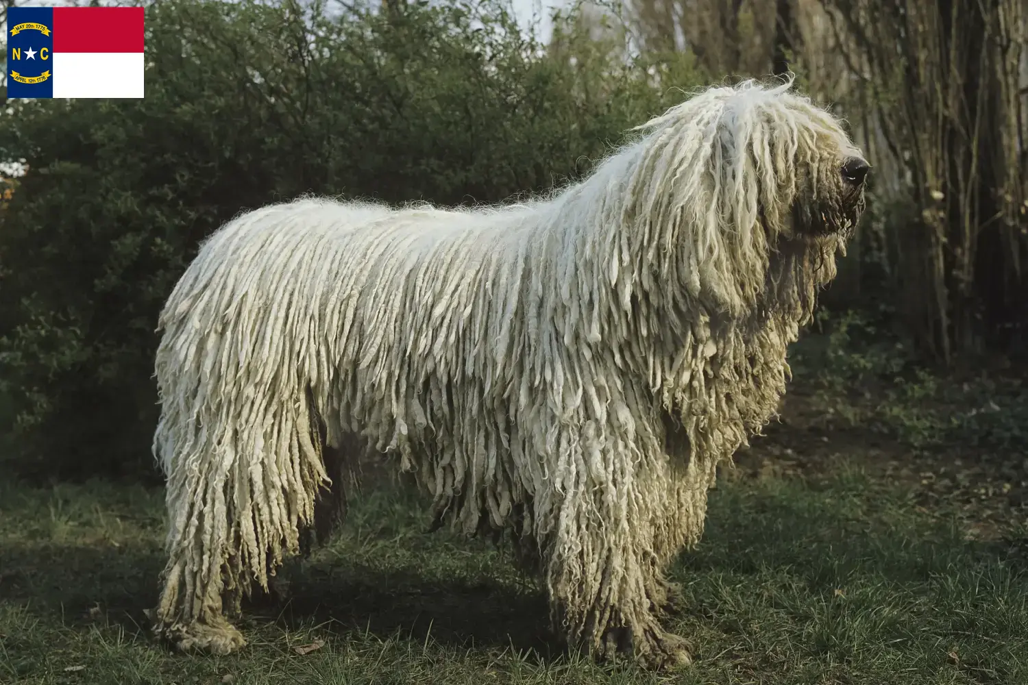 Read more about the article Komondor breeders and puppies in North Carolina