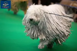 Read more about the article Komondor breeders and puppies in North Dakota