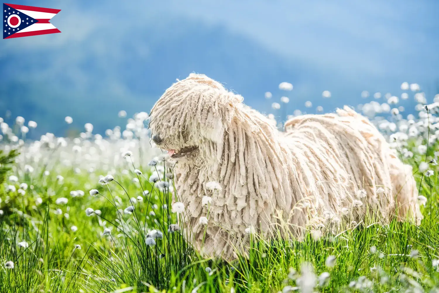 Read more about the article Komondor breeders and puppies in Ohio