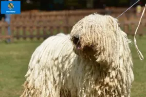 Read more about the article Komondor breeders and puppies in Oklahoma