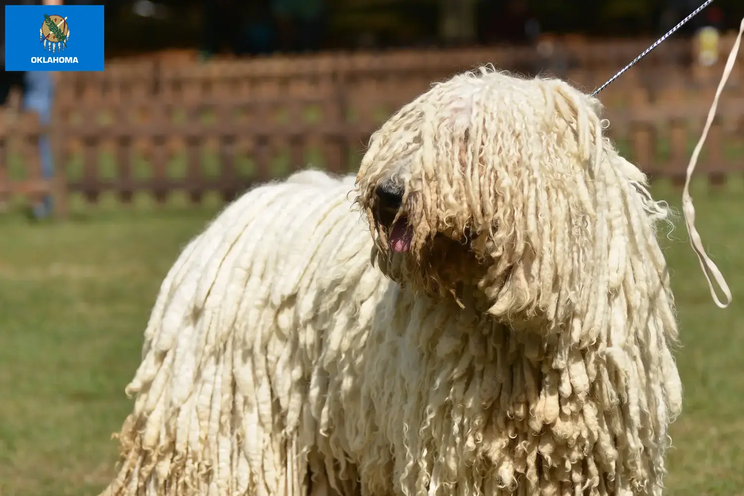 Read more about the article Komondor breeders and puppies in Oklahoma