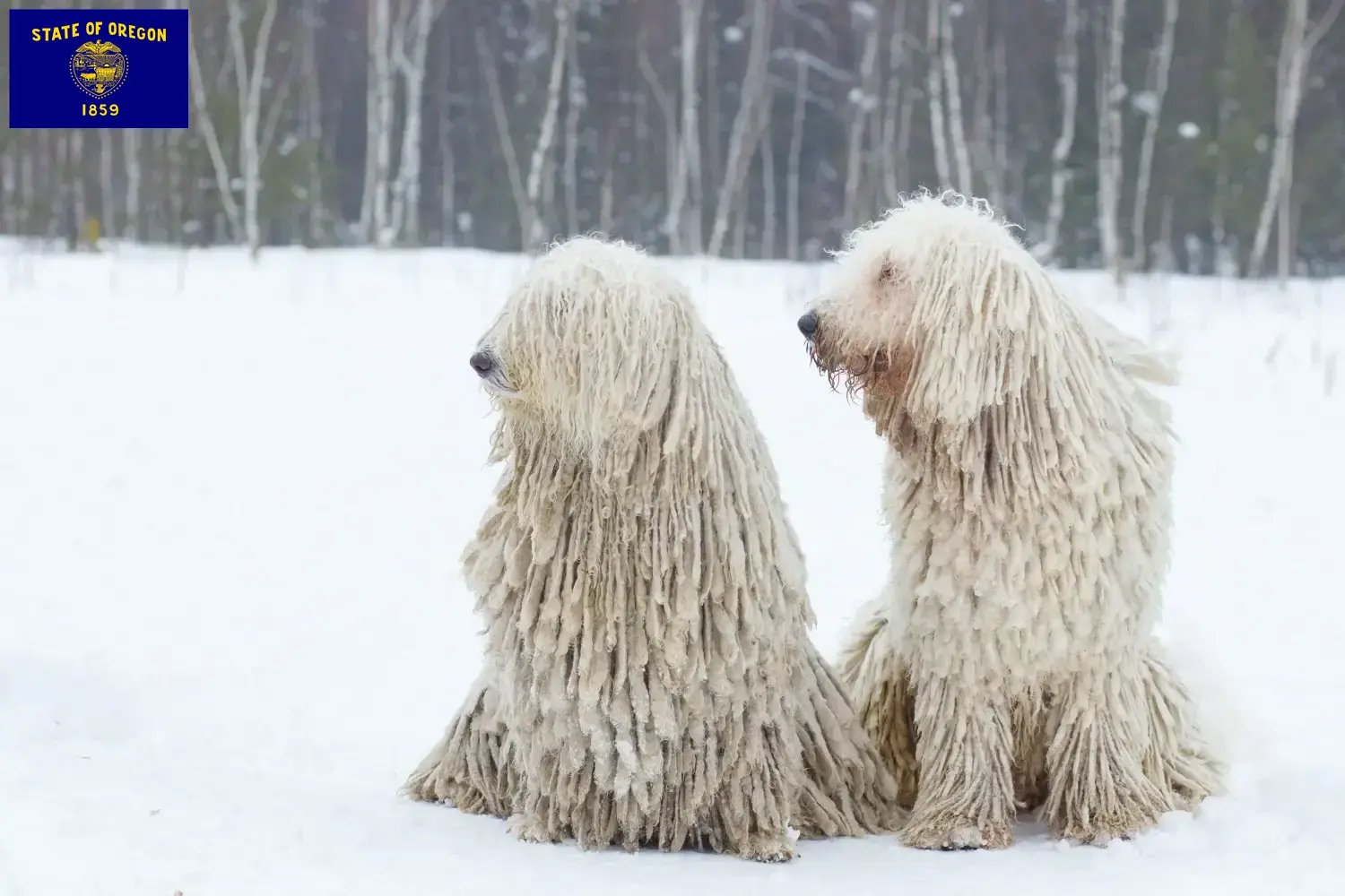 Read more about the article Komondor breeders and puppies in Oregon