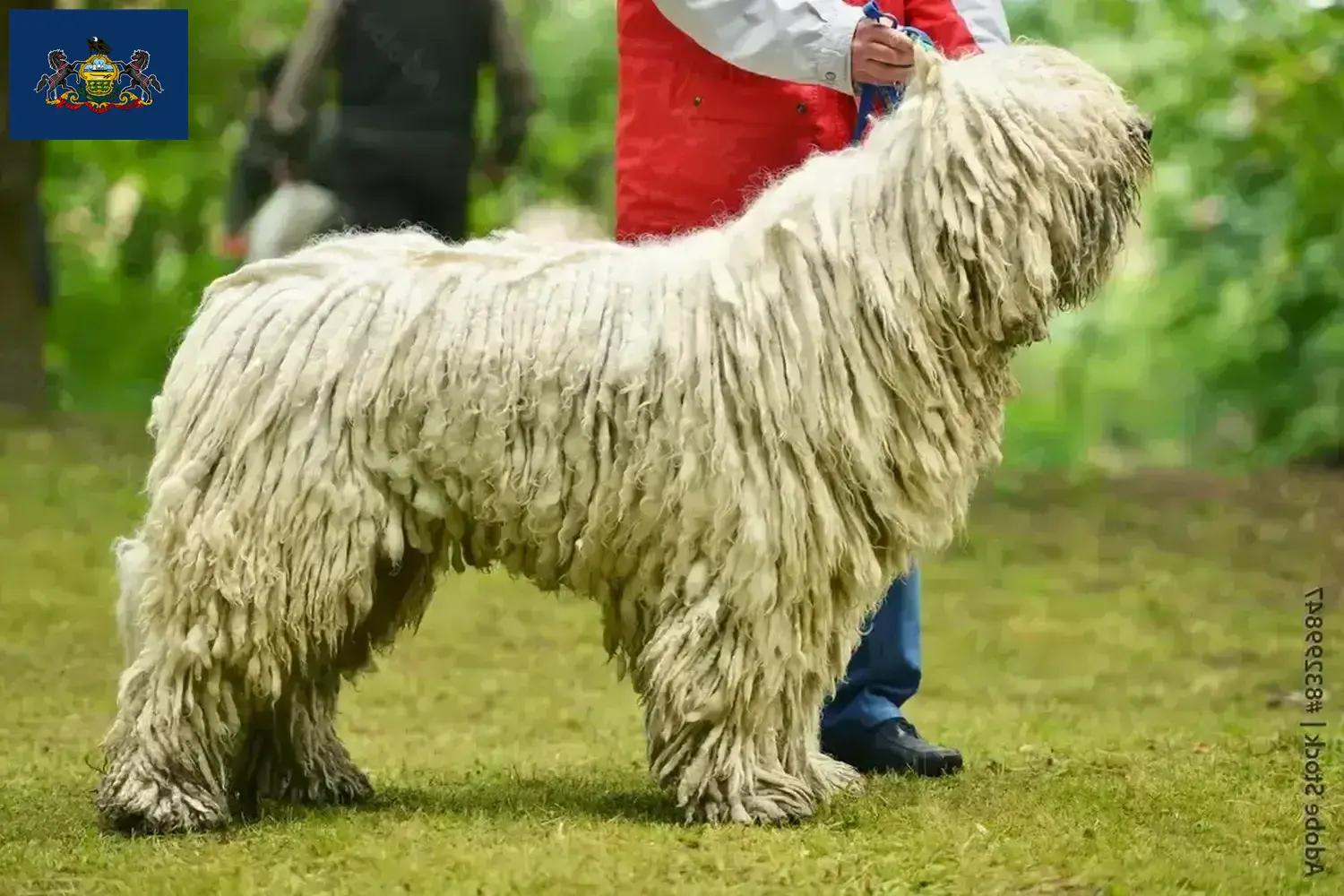 Read more about the article Komondor breeders and puppies in Pennsylvania