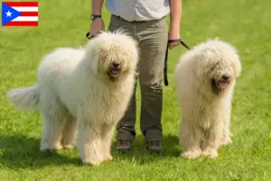 Read more about the article Komondor breeders and puppies in Puerto Rico