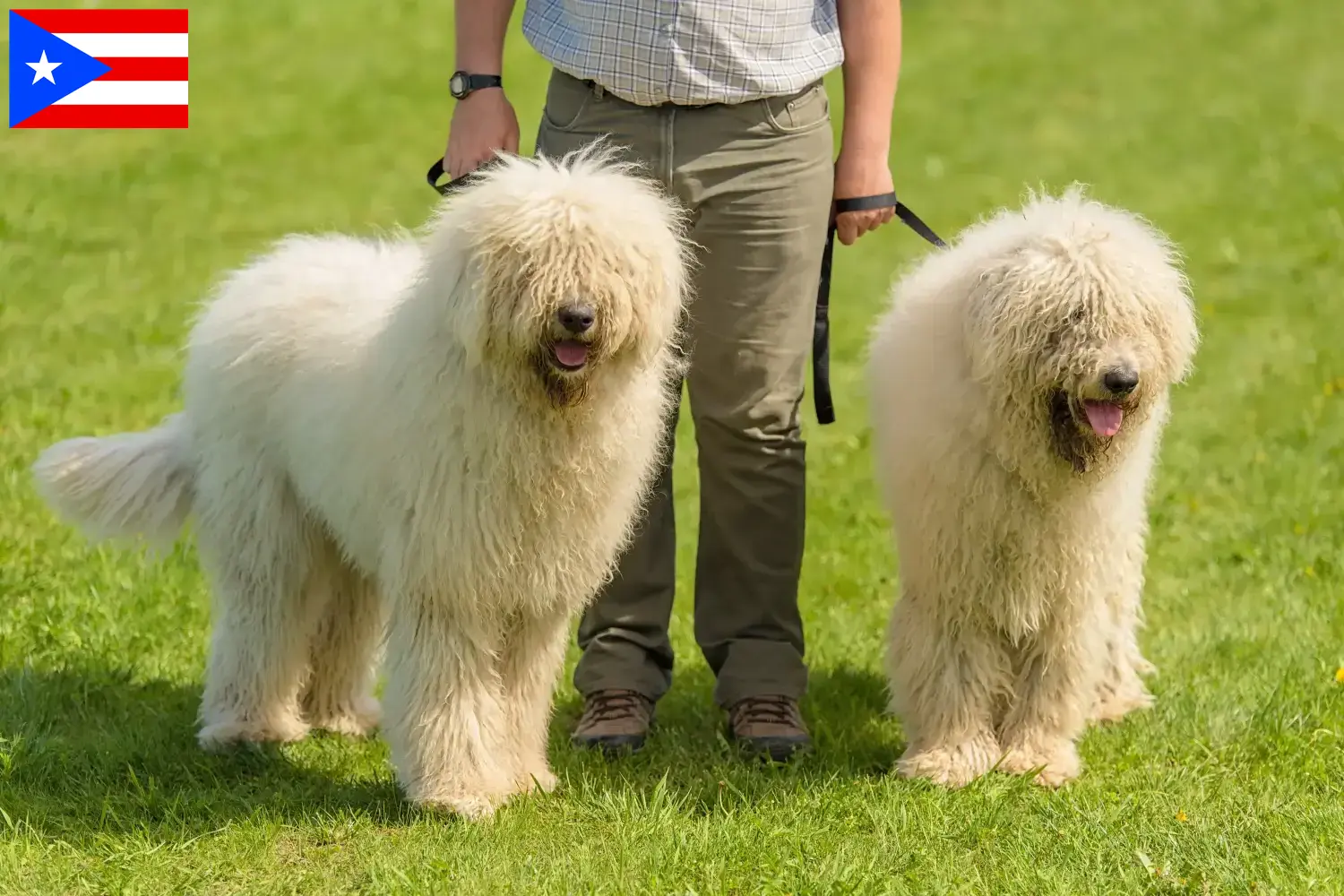 Read more about the article Komondor breeders and puppies in Puerto Rico