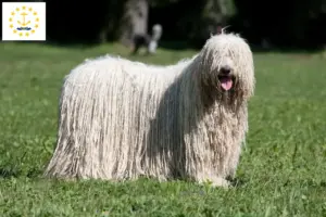 Read more about the article Komondor breeders and puppies in Rhode Island