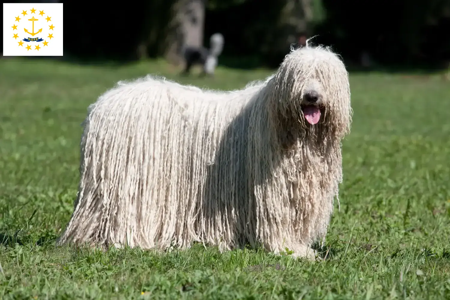 Read more about the article Komondor breeders and puppies in Rhode Island