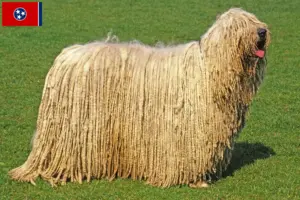 Read more about the article Komondor breeders and puppies in Tennessee