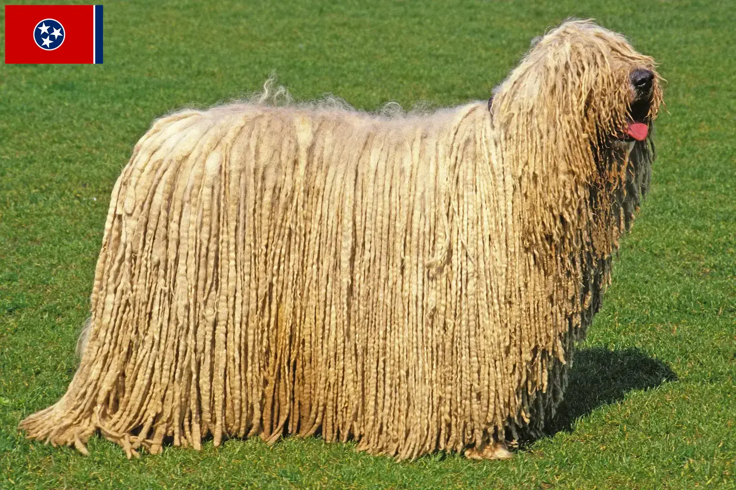 Read more about the article Komondor breeders and puppies in Tennessee