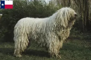 Read more about the article Komondor breeders and puppies in Texas