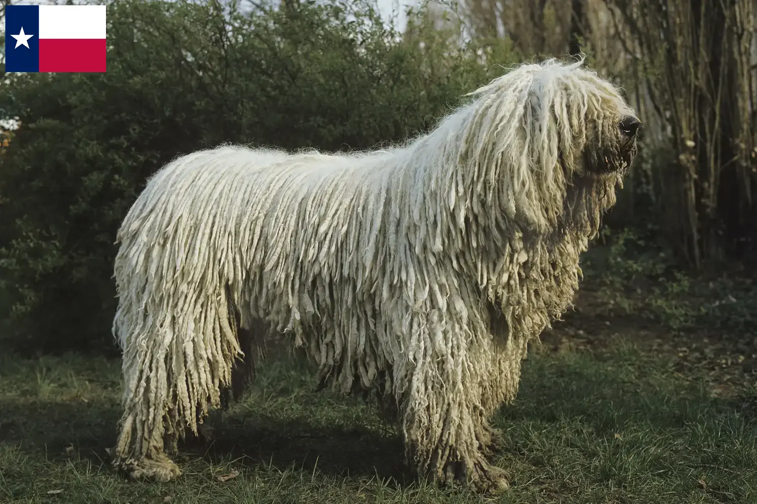 Read more about the article Komondor breeders and puppies in Texas