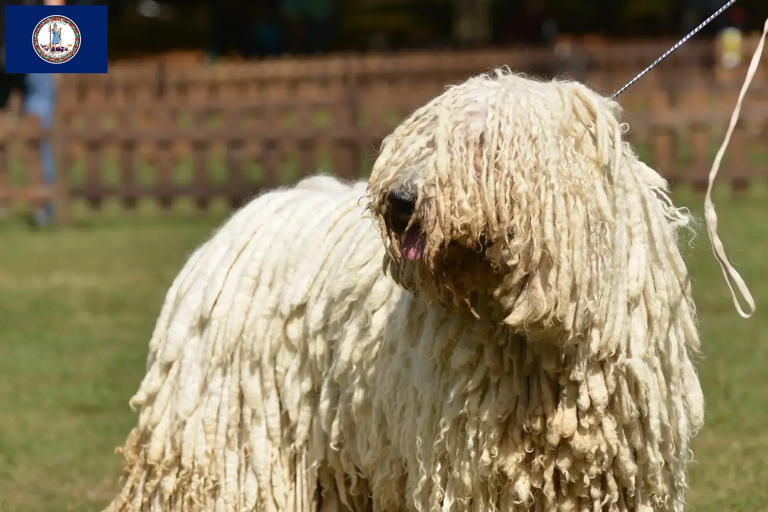 Read more about the article Komondor breeders and puppies in Virginia