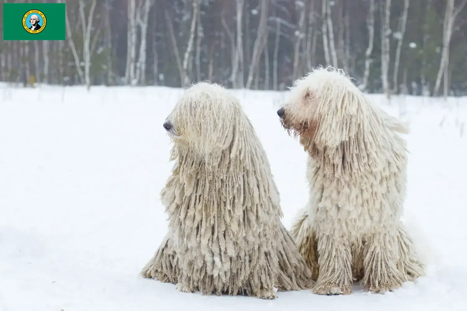 Read more about the article Komondor breeders and puppies in Washington