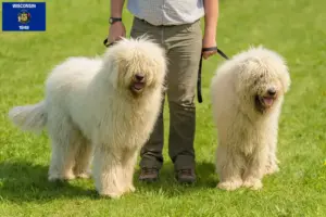 Read more about the article Komondor breeders and puppies in Wisconsin