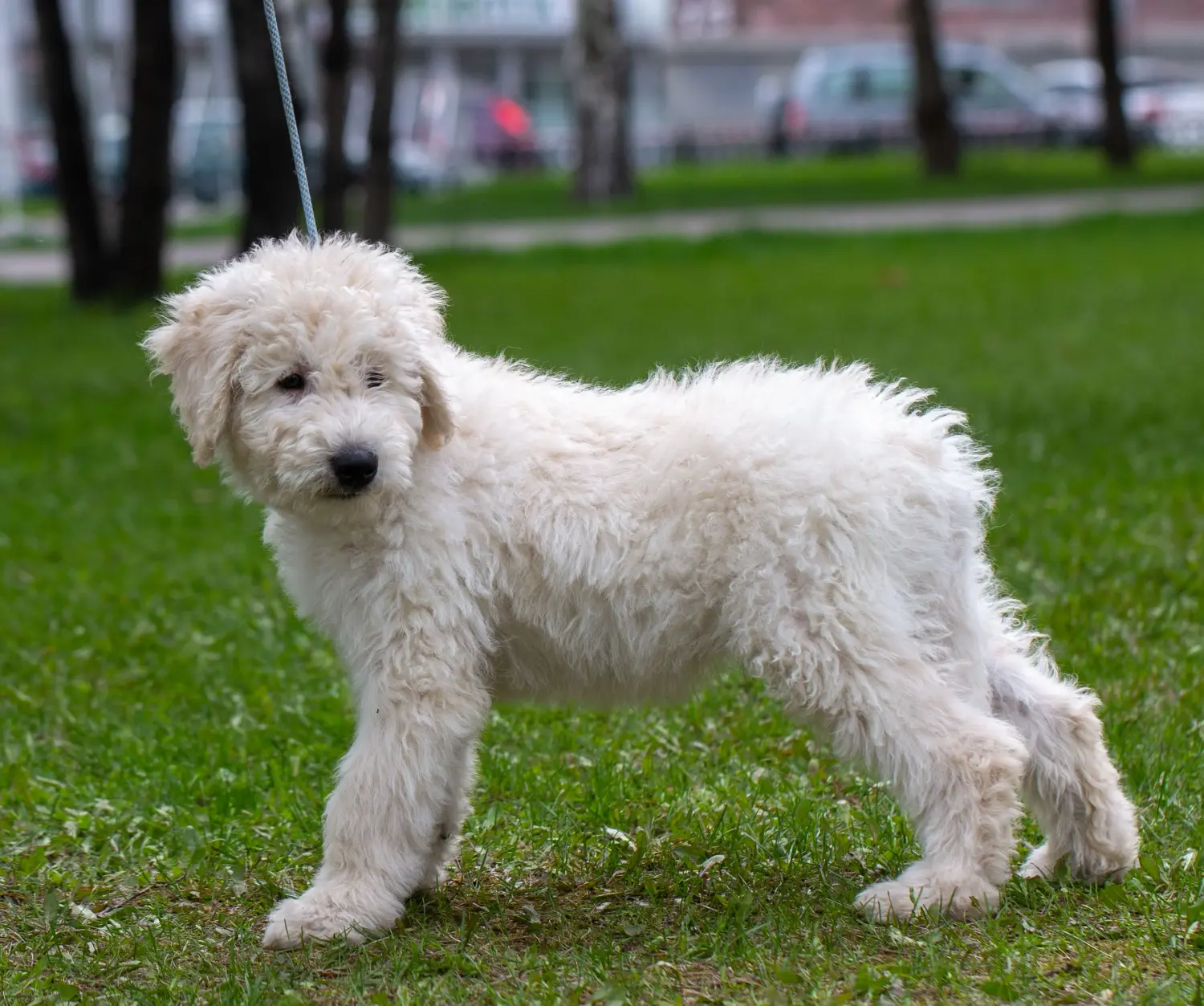 Buying a Komondor puppy means taking responsibility! Buy Komondor puppies.