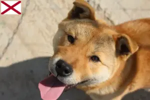 Read more about the article Korea Jindo Dog breeders and puppies in Alabama