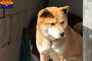 Read more about the article Korea Jindo Dog breeders and puppies in Arizona