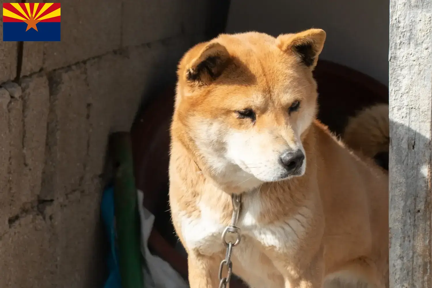 Read more about the article Korea Jindo Dog breeders and puppies in Arizona