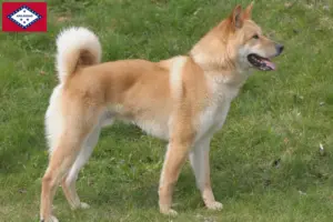 Read more about the article Korea Jindo Dog breeders and puppies in Arkansas