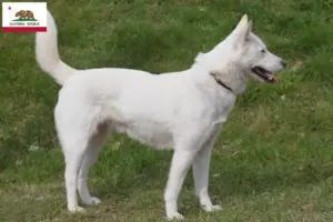 Read more about the article Korea Jindo Dog breeders and puppies in California