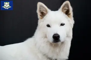 Read more about the article Korea Jindo Dog breeders and puppies in Connecticut