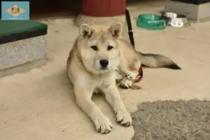 Read more about the article Korea Jindo Dog breeders and puppies in Delaware