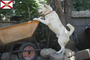 Read more about the article Korea Jindo Dog breeders and puppies in Florida
