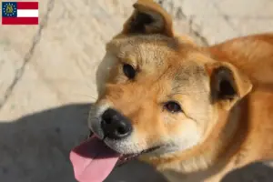 Read more about the article Korea Jindo Dog breeders and puppies in Georgia