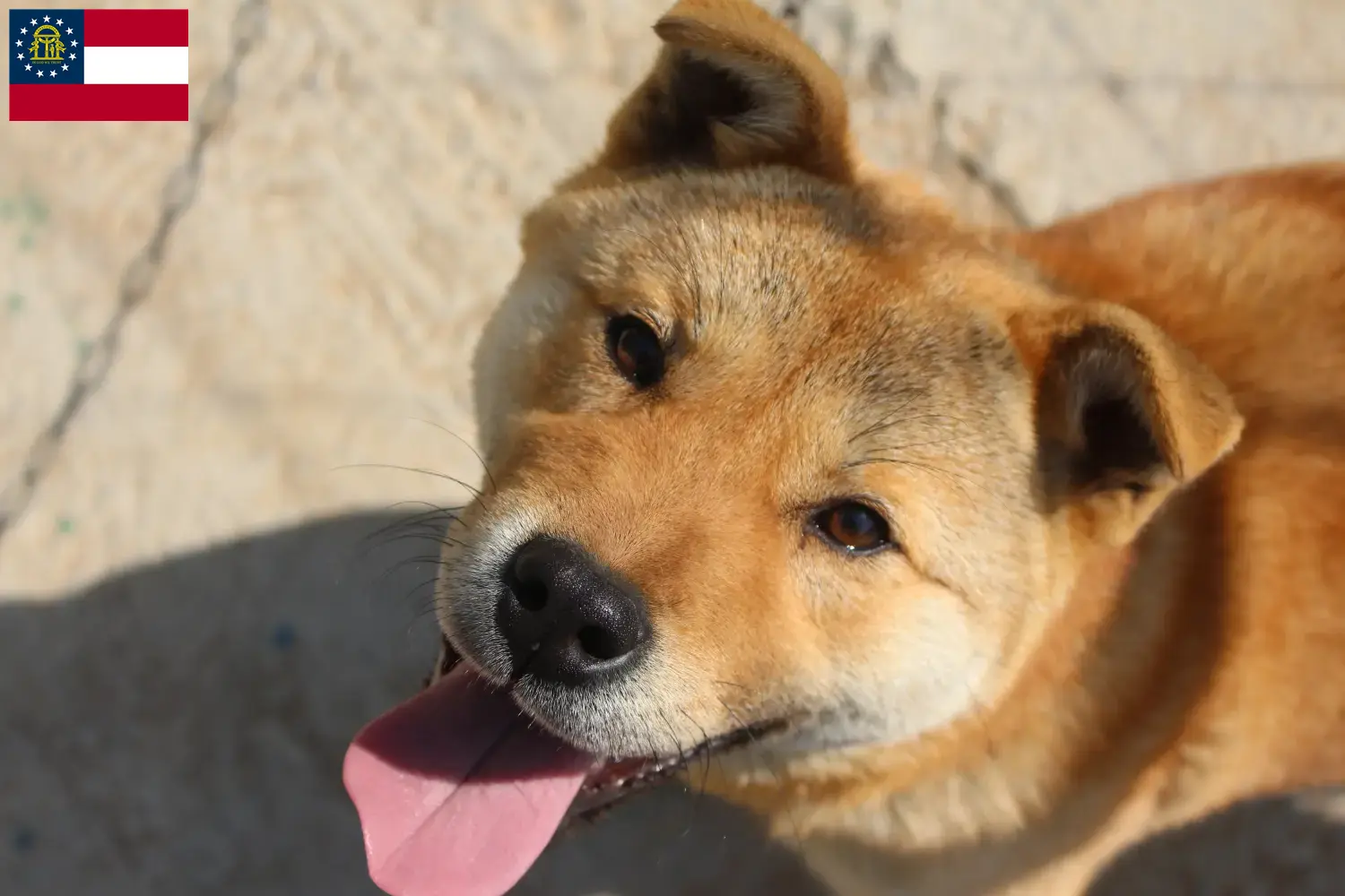 Read more about the article Korea Jindo Dog breeders and puppies in Georgia