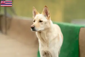 Read more about the article Korea Jindo Dog breeders and puppies in Hawaii