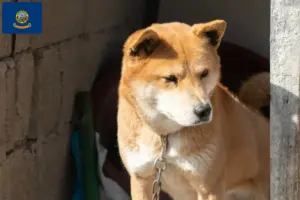 Read more about the article Korea Jindo Dog breeders and puppies in Idaho