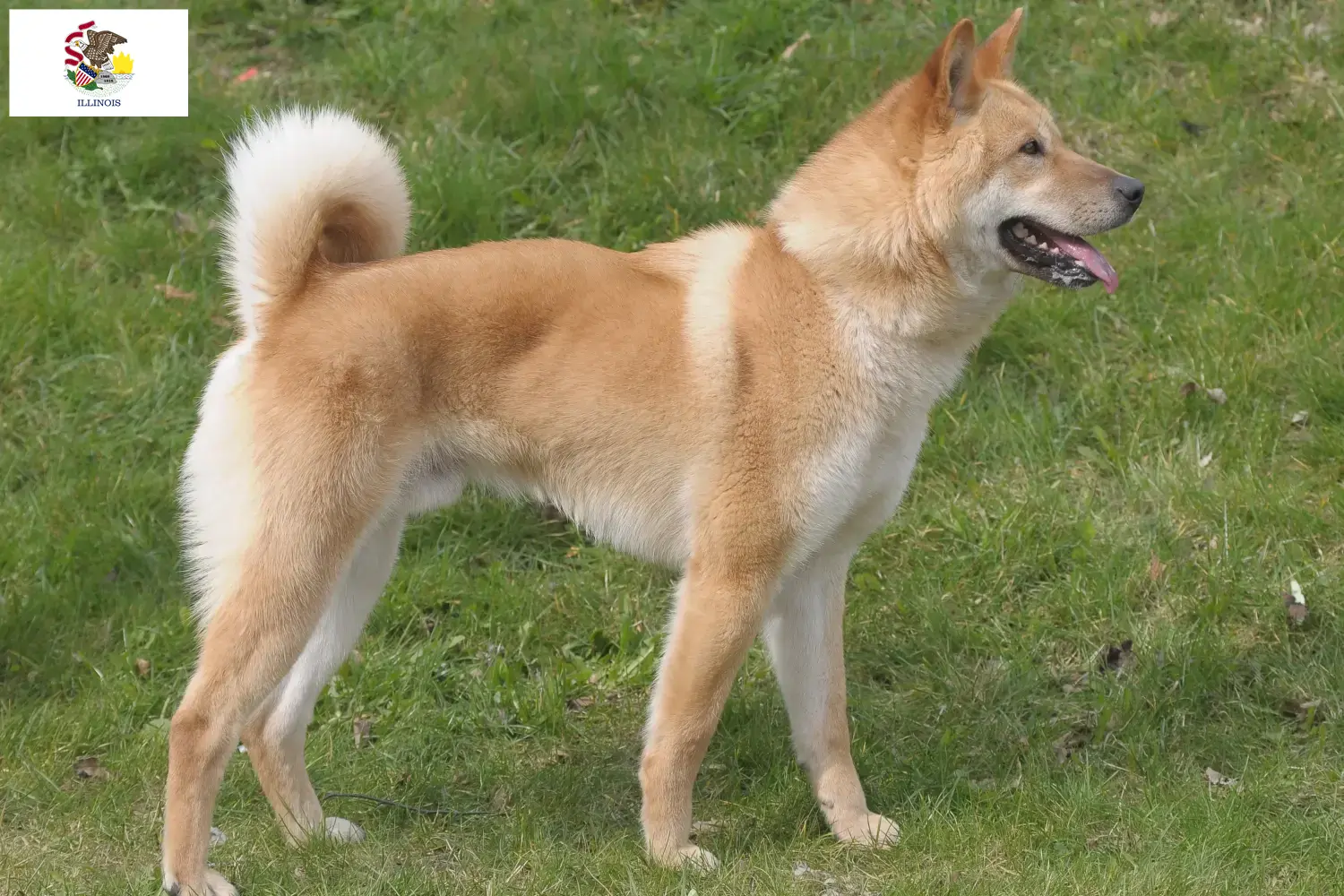 Korea Jindo Dog puppies and breeders Illinois Find a Korea Jindo Dogs breeder in Illinois.