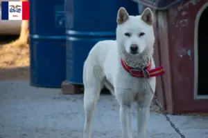 Read more about the article Korea Jindo Dog breeders and puppies in Iowa