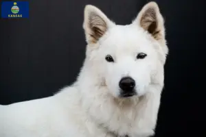 Read more about the article Korea Jindo Dog breeders and puppies in Kansas